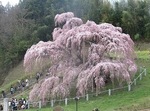 三春滝桜ダイジェスト2010.4.21　2010 Miharu waterfall cherry blossoms digest